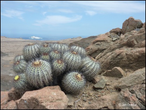 kaktus-copiapoa.jpg