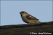 kapverdsky vrabec